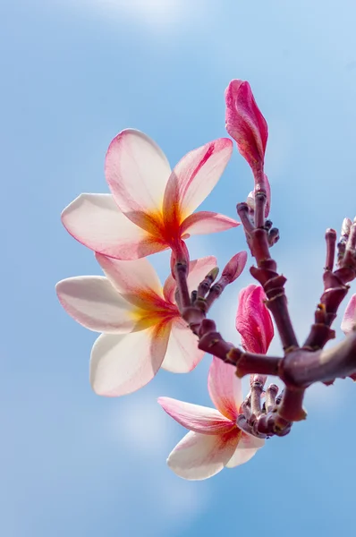 Pembe tesisat çiçeği.