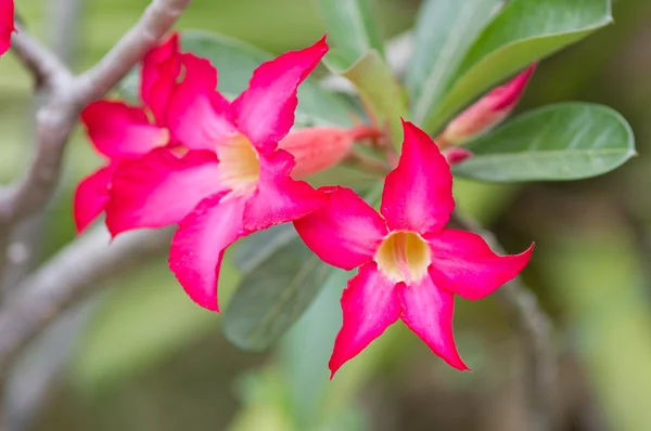 Rosa del deserto — Foto Stock