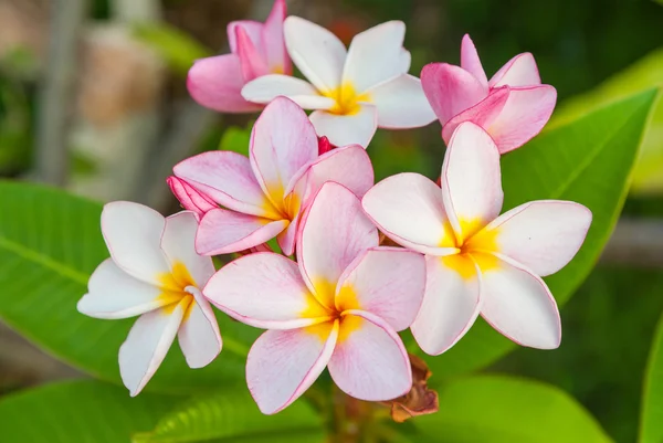 Fiori di Plumeria — Foto Stock