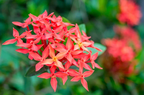 Rubiaceae flor — Fotografia de Stock