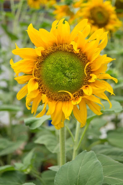 Sunflower — Stock Photo, Image