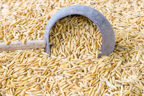 Thai  jasmine rice — Stock Photo, Image