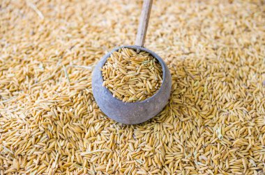 Tayland pirinç yasemin