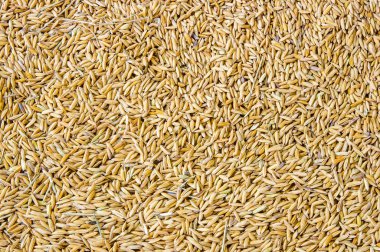 Tayland pirinç yasemin