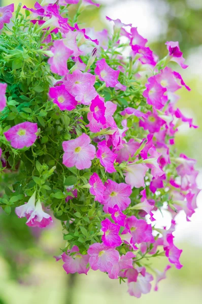 Flores de Petunia — Foto de Stock