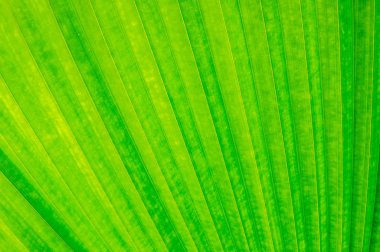 Green  leaf texture clipart