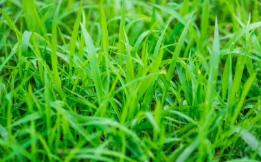 tropikal yeşil çimen