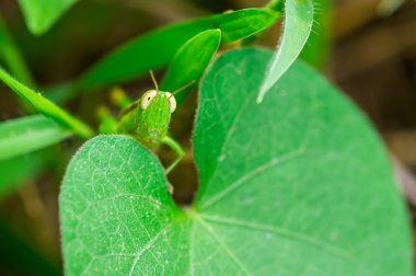 Genç Asker Tavlası