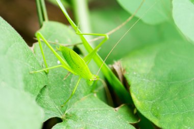 Genç Asker Tavlası