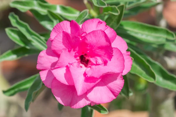 Flores de rosas del desierto —  Fotos de Stock