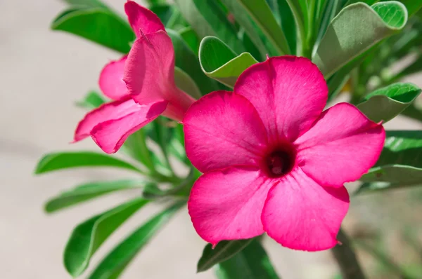 Desert Rose flowers