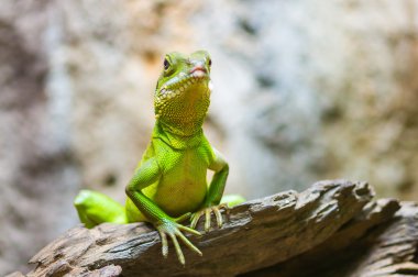 Yeşil iguana