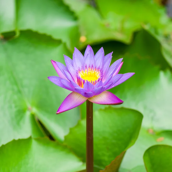 Nénuphar et feuille — Photo