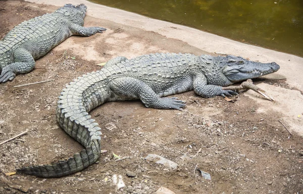 Krokodil — Stockfoto