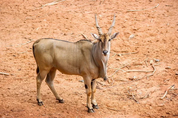 Antilope — Stockfoto