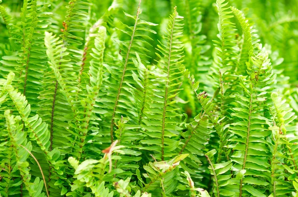 Tuber Sword Fern — Stock Photo, Image