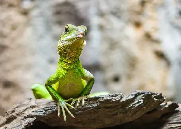 Grüner Leguan — Stockfoto