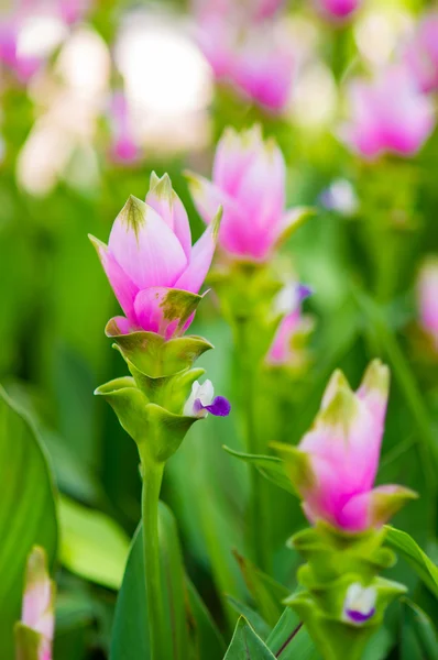 Tulipan siam — Zdjęcie stockowe