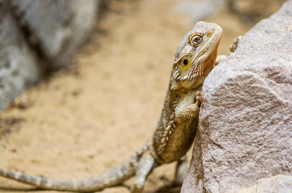 Armadillo σαύρα — Φωτογραφία Αρχείου