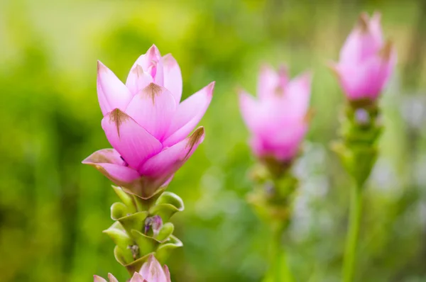Siam tulip — Stock Photo, Image