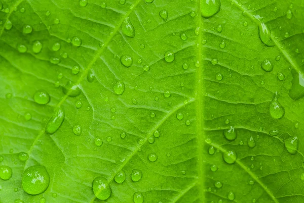 Wassertropfen auf Blatt — Stockfoto