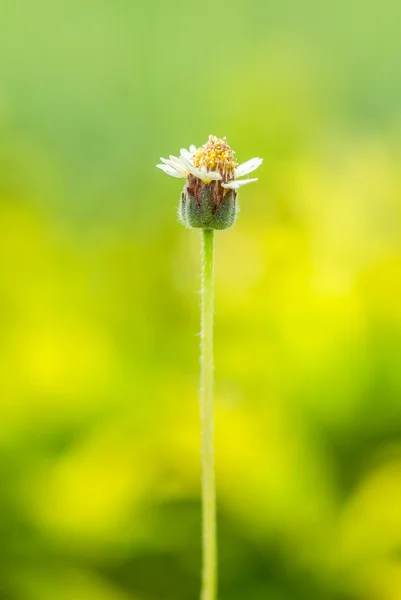 Mexicansk daisy blomst - Stock-foto