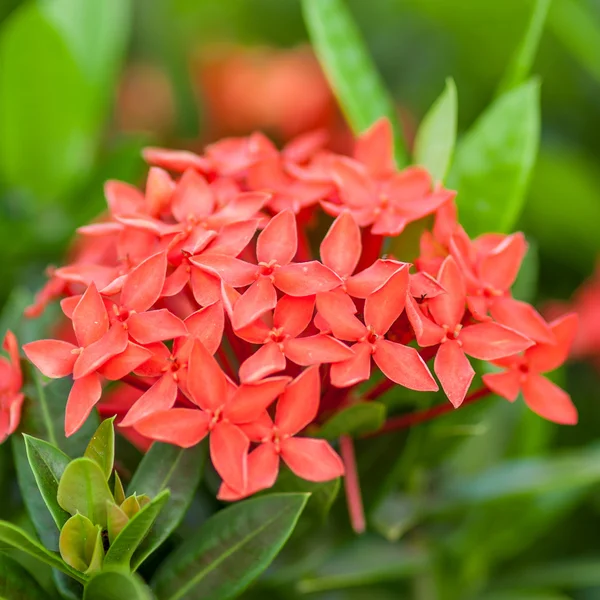 Rubiaceae flor — Fotografia de Stock