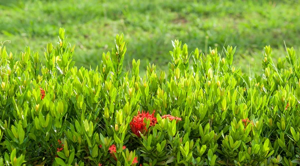 Naturliga staket gröna blad — Stockfoto