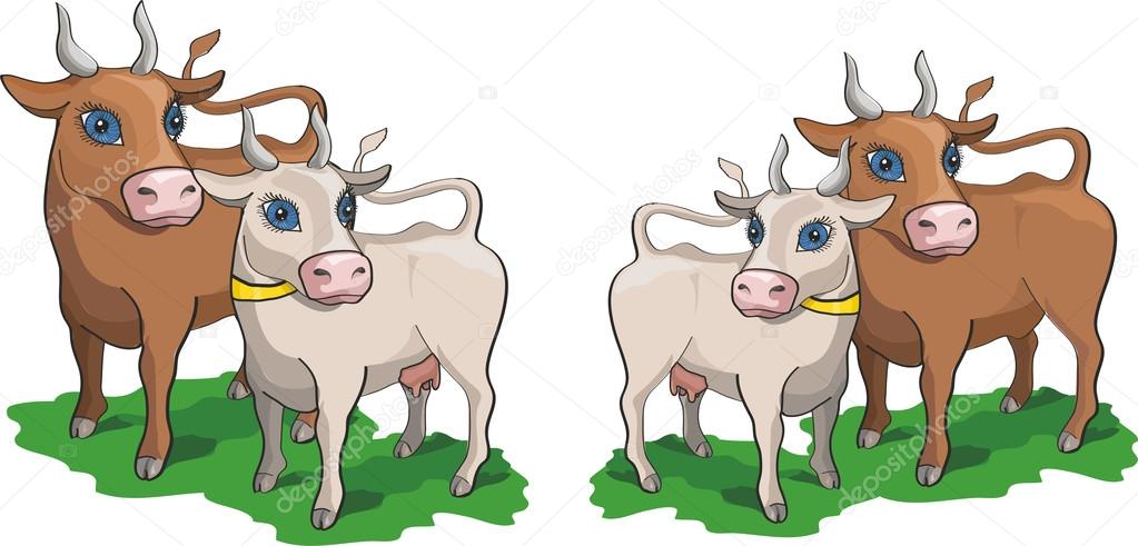 Cow and bull on the white background