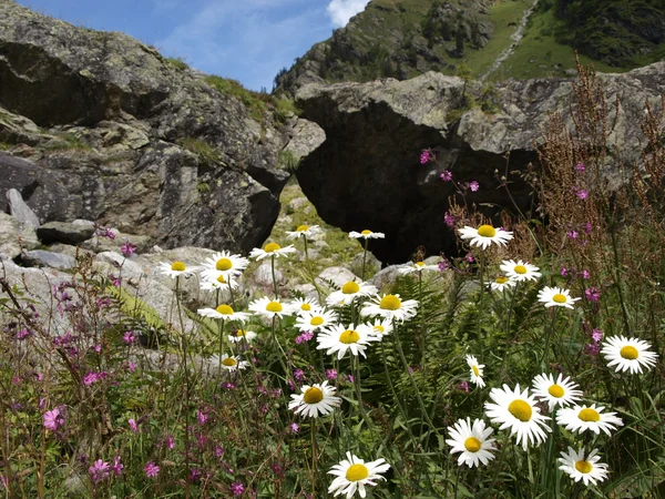 Closeup Camille flower in alpine mountains — Stock Photo, Image