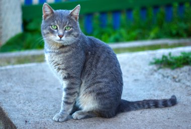 şirin Gri kedi