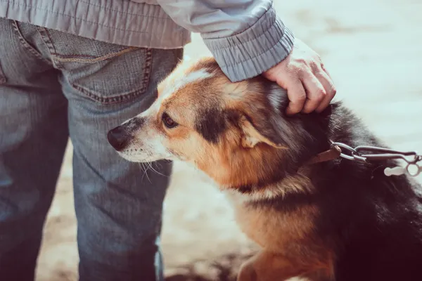 Chien mignon et son propriétaire — Photo