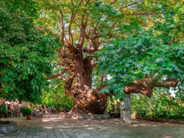 Tsagarada, Greece - August 17 2020: The magnificent perennial 1000 years old plane tree in Agia Paraskevi Square.