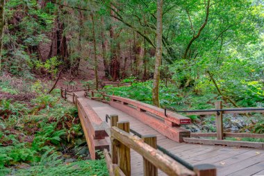 Köprü 1, Muir Woods Ulusal Anıtı 'nın ana yolu Tamalpais Dağı, Marin County, Ca, ABD. Park alanı, Golden Gate Ulusal Dinlenme Alanının bir parçasıdır..