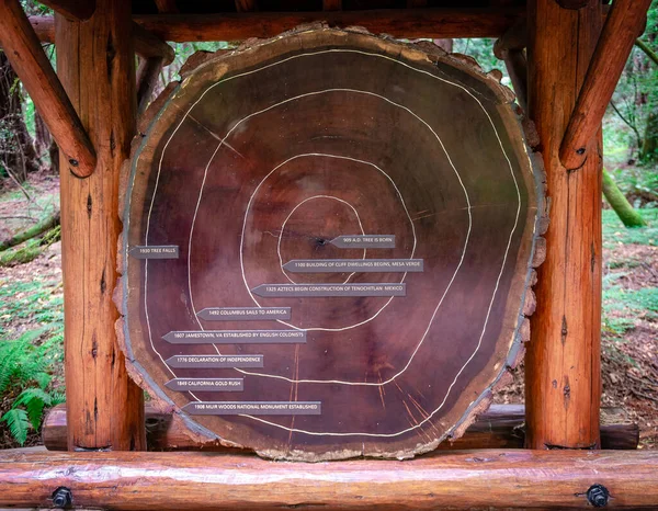 Cross Section Giant Redwood Tree Dating Back 909 Annual Rings — Fotografia de Stock