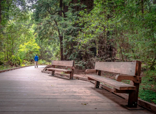 Rear View Unidentified Man Main Hiking Trail Muir Woods National — Fotografia de Stock