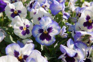 menekşe mor homo çiçekler, sprey su