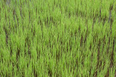 pirinç çeltik ekilen alan 