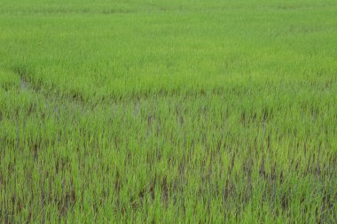 pirinç çeltik ekilen alan 