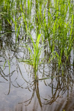 pirinç, pirinç fidan nakli