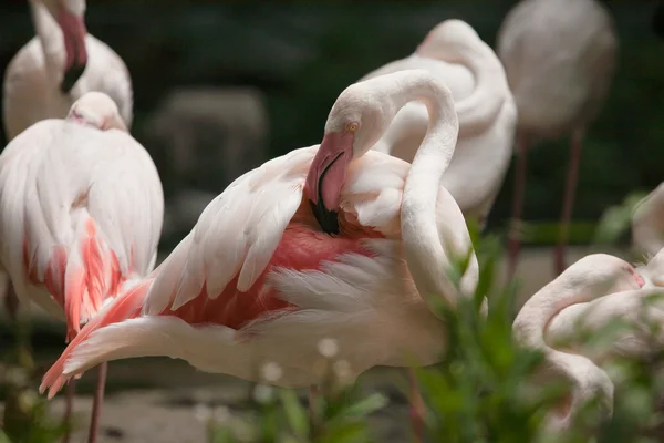 Greater Flamingo (Phoenicopterus roseus) cleaning its feathers — Stock Photo, Image