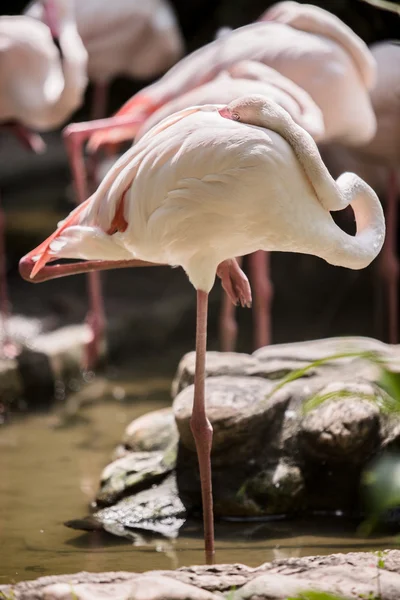 Büyük Flamingo (Phoenicopterus roseus) tüylerini temizler.