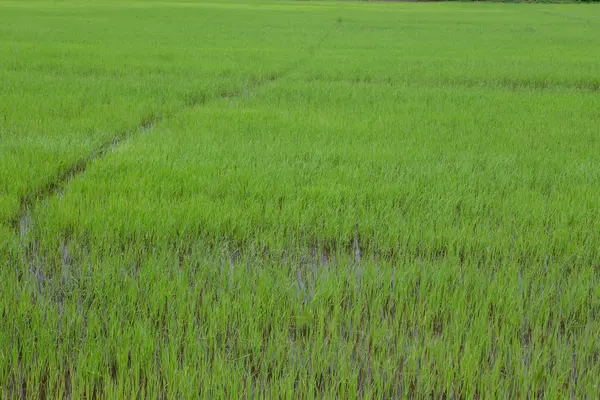 Paddy-sown rice field — Stock Photo, Image