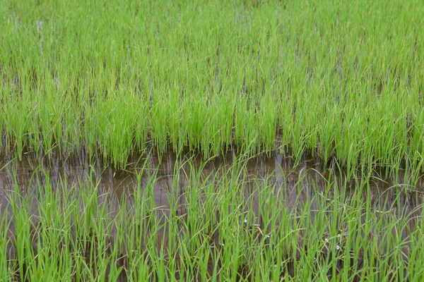 Campo de arroz semeado em arroz paddy — Fotografia de Stock