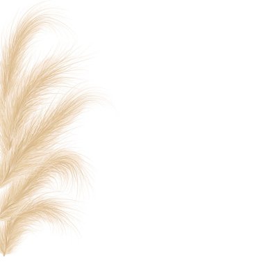 Kurutulmuş doğal otlar. Boho tarzında çiçekli süsler. Cortaderia Selloana 'nın vektör çizimi. Yeni moda ev dekorasyonu. Fotokopi alanı ve üst görünümü olan düz uzanmış