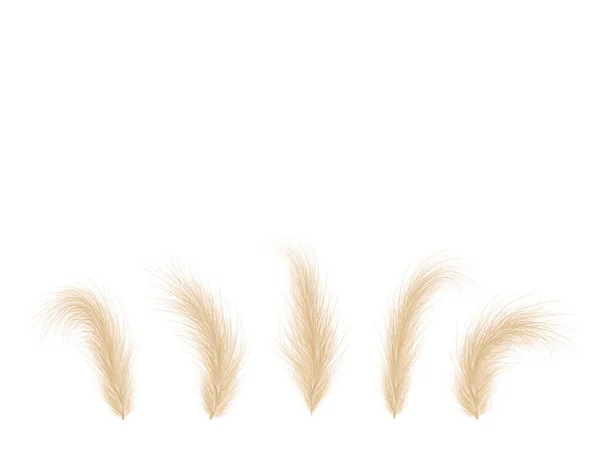Pampas grässamling. Blommig prydnad element i boho stil. Vektor illustration isolerad på vit bakgrund. Trendig design för bröllopsinbjudningar, vykort, inredning eller blomsterarrangemang — Stock vektor