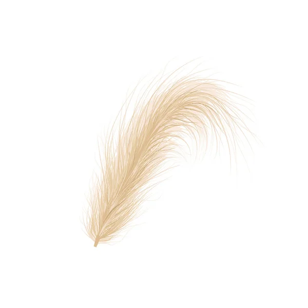 Pampas grass. Floral ornament elements in boho style. Vector illustration isolated on white background. Trendy design for wedding invitations, postcards, interior or flower arrangements — Vetor de Stock