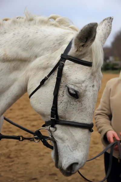 Het paard in harnas — Stockfoto