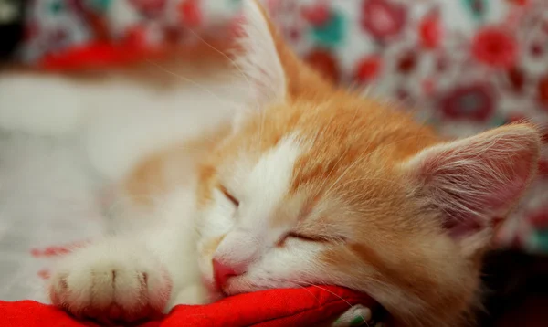 Gatinho de gengibre está dormindo em sua pequena cama — Fotografia de Stock