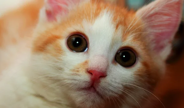 Ginger gatito observando de cerca —  Fotos de Stock